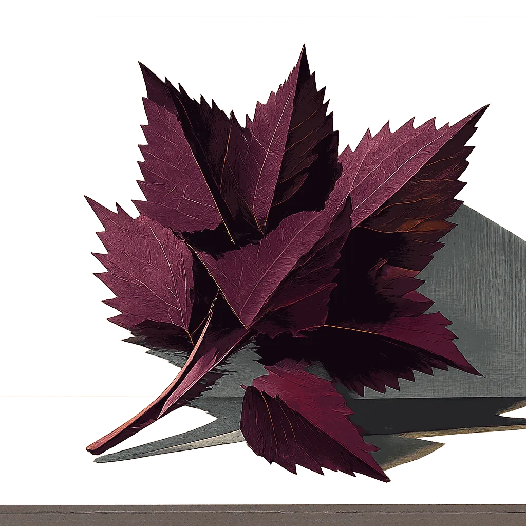 Red shiso